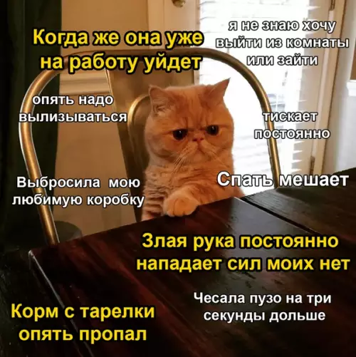Смешная картинка №483714 Бедные котики