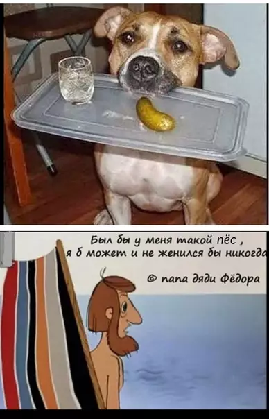 Смешная картинка №466998 Идеальный друг)