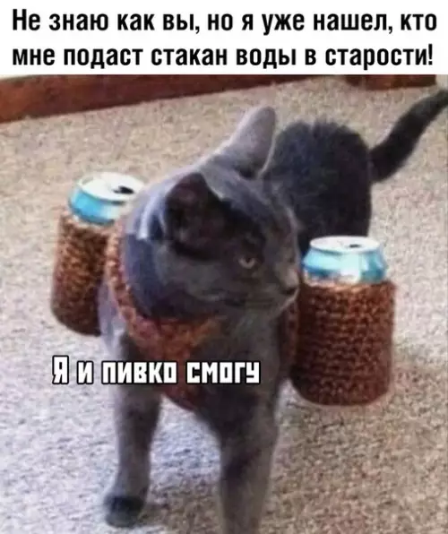 Смешная картинка №382458 коты, кошки