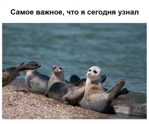 Смешная картинка №520331 Лучшее, что я видел за сегодня ? животные