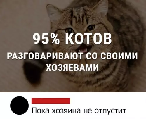 Смешная картинка №471099 Так вот оно что ? коты, кошки