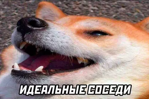 продолжение Смешная картинка №673591 От души