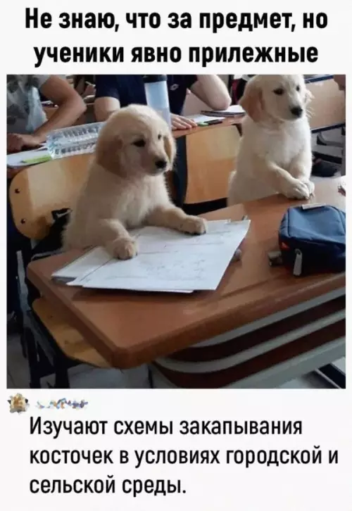 Смешная картинка №648642
