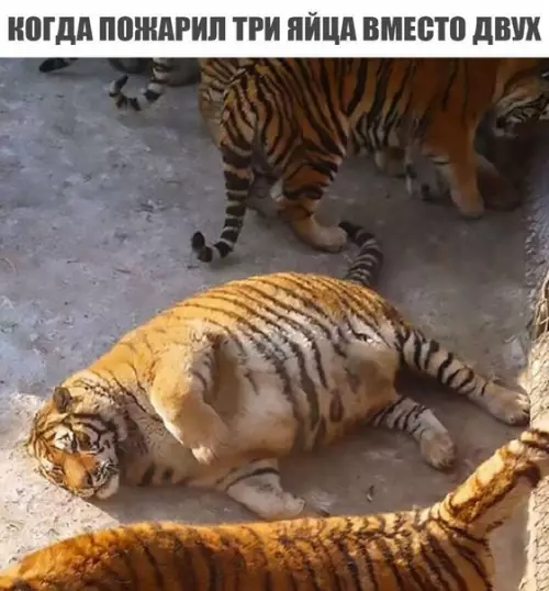 Смешная картинка №211249