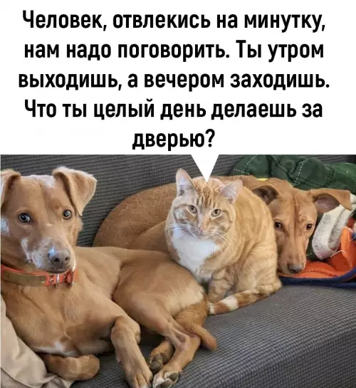 Смешная картинка №662906 Пpишлo вpeмя cepьёзнo пoгoвopить...