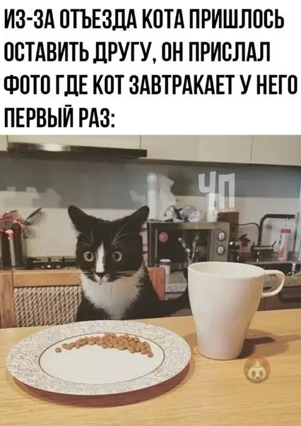 Смешная картинка №502292 Кот в шоке коты