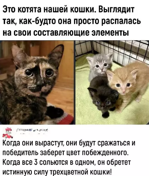 Смешная картинка №694922 Кошки