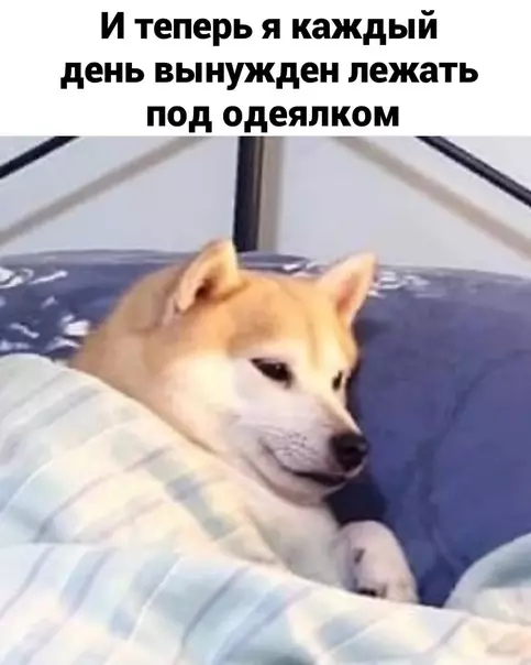 продолжение Смешная картинка №590343 Meня вcё ycтpaивaeт