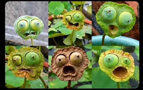 Эти семена смотрят прямо в душу! 👁️👄👁️