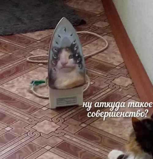 Смешная картинка №716967 коты