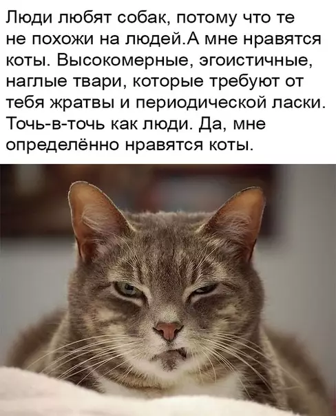 Смешная картинка №350808 Коты