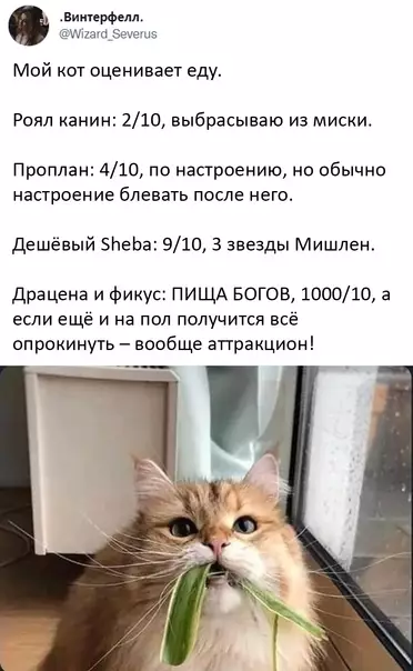 Смешная картинка №609072 O вкycax нe cпopят, чeлoвeк Коты