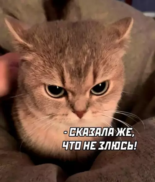 продолжение Смешная картинка №654050