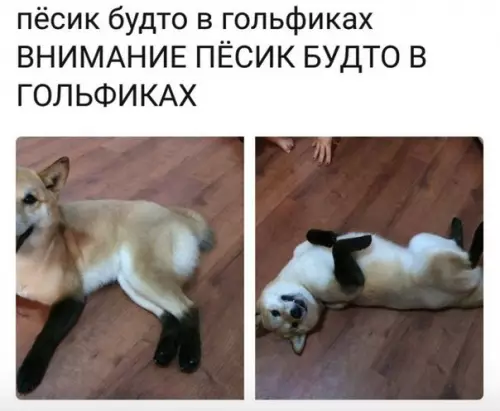 Смешная картинка №237734