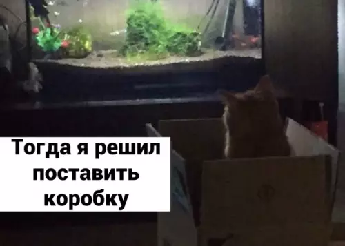продолжение Смешная картинка №599789 Когда любишь своего пушистого) Коты