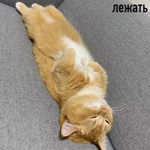 продолжение Смешная картинка №599133 Пять моих основных состояний: коты