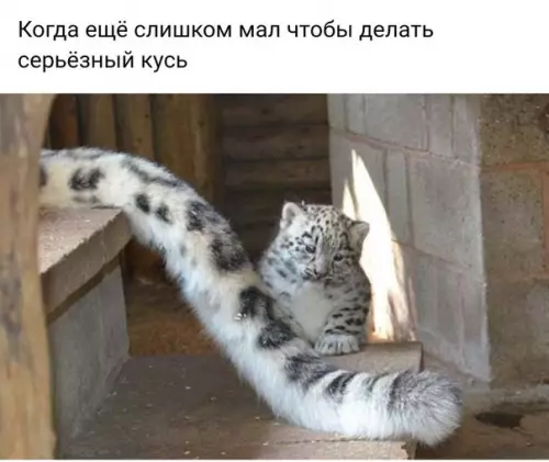 Смешная картинка №222460