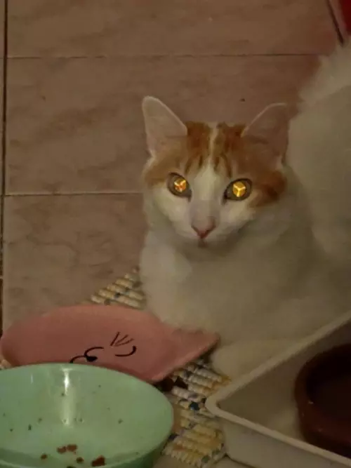 Смешная картинка №795916 Девушка заметила у своего кота Y-образный рисунок в глазах. Ветеринары пояснили: это швы хрусталика, и они есть абсолютно у всех кошачьих, просто иногда их видно лучше.Бегом проверять своего.