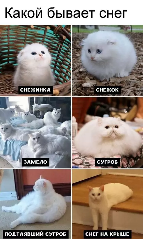 Смешная картинка №689823 Коты