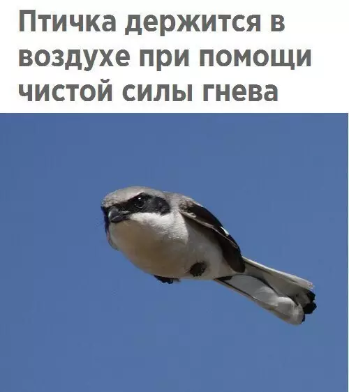Смешная картинка №263221