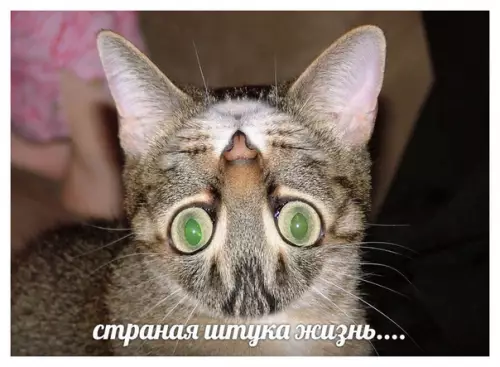 Смешная картинка №339283