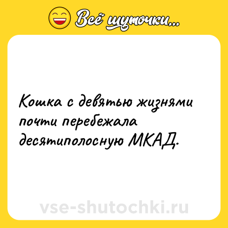 Шутка: Кошка с девятью жизнями почти перебежала десятиполосную МКАД.