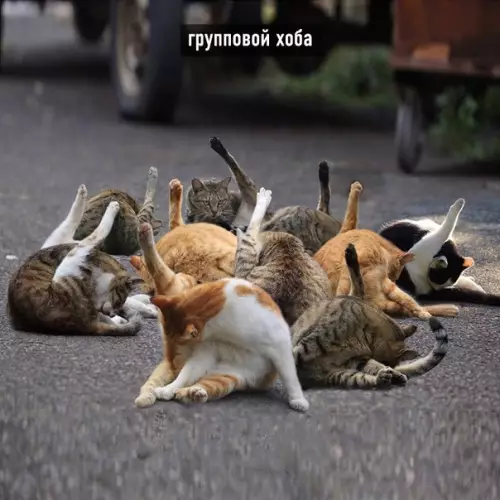 продолжение Смешная картинка №566203 Виды хоба: Кошки