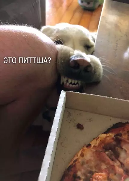 Смешная картинка №395209 Кyсочек пиццы для лyчшего другa