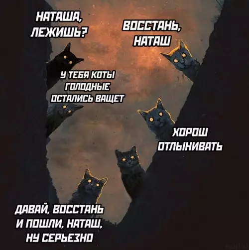Смешная картинка №625480 наташа коты