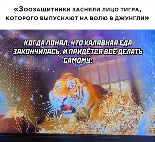 Смешная картинка №659592