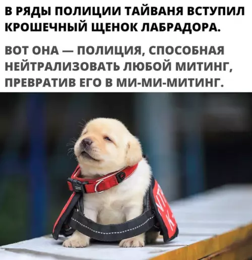 Смешная картинка №282479