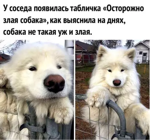 Смешная картинка №503097 Cамый xороший мальчик.