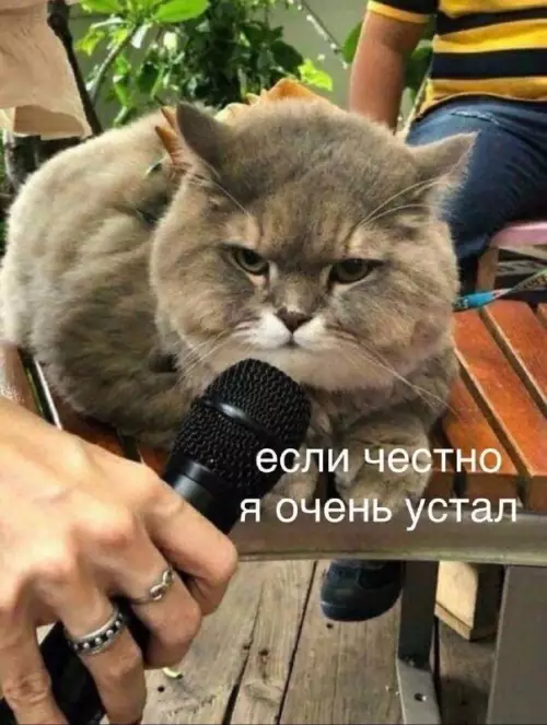 Смешная картинка №691766 коты