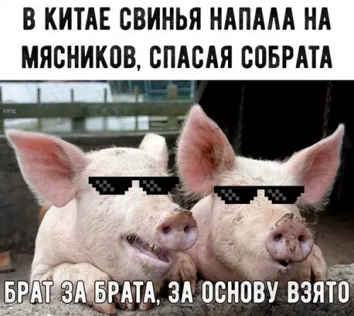 Смешная картинка №239750