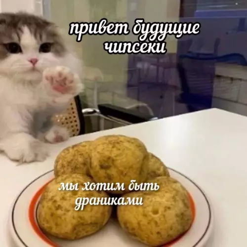 Смешная картинка №739432 Нет, решено