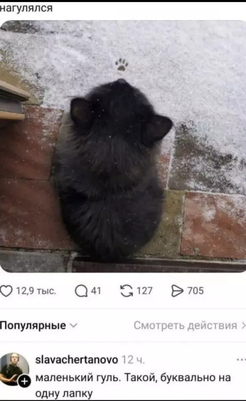 Котик на снегу