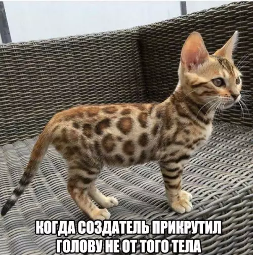 Смешная картинка №206216