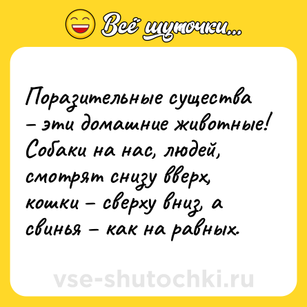 Шутка: Поразительные существа – эти домашние животные!<br>Собаки на нас, людей, смотрят снизу вверх, кошки – сверху вниз, а свинья – как на равных.