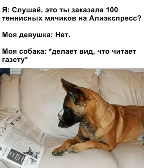 Смешная картинка №364512 #приколы #картинки #мемы ? собаки