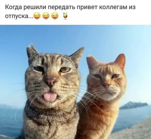 Смешная картинка №371754 Отпуск, коты