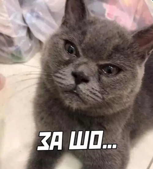 продолжение Смешная картинка №593258 Коты