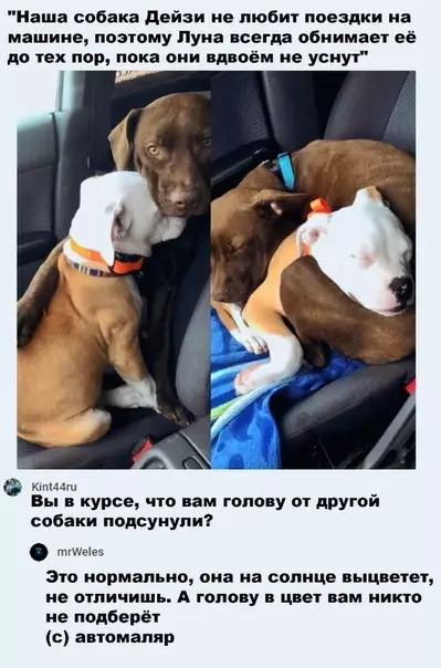 Смешная картинка №506496 Милoты пocт