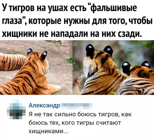 Смешная картинка №466446 Точнее и не скажешь
