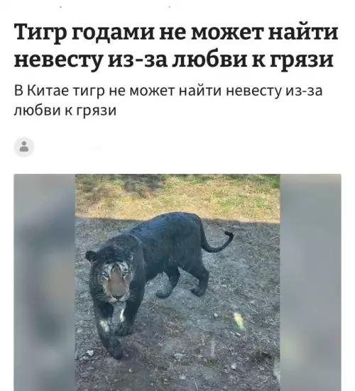 Тигр-грязнуля: почему у него нет личной жизни? 🐯💩 - Тигр годами не может найти невесту из-за любви к грязи.