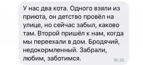 Смешная картинка №602183 Двa кoтикa коты