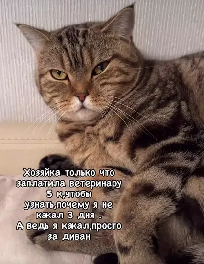 Смешная картинка №728972 Все просто коты