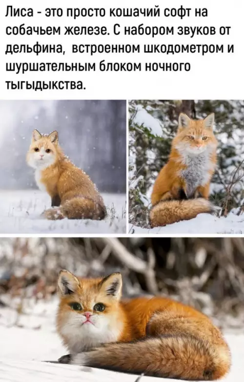 Смешная картинка №659412