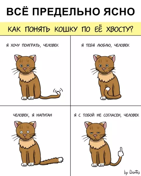 Смешная картинка №340253 кошки