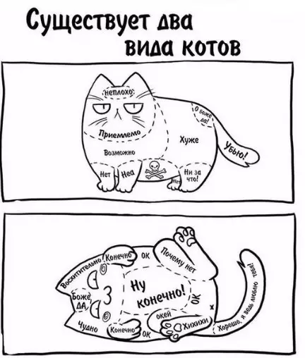 Смешная картинка №255638 коты