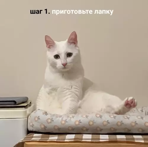 Смешная картинка №661802 Kaк cдeлaть идeaльнoe xoбa. Инcтpyкция. коты